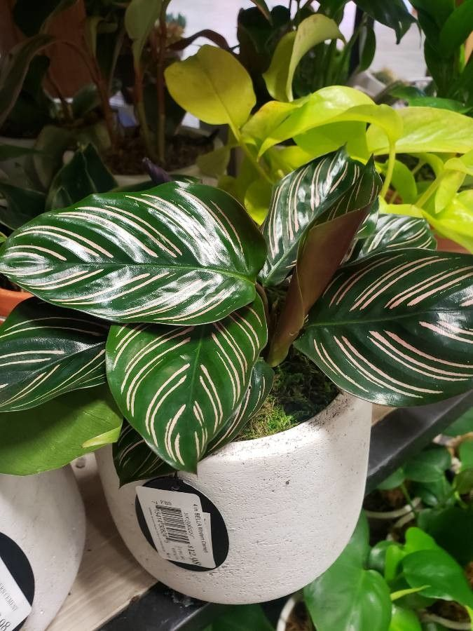 Calathea Ornata Plant