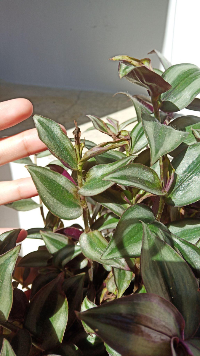 9 Reasons Why Wandering Jew Plants Turn Brown (How to Prevent It