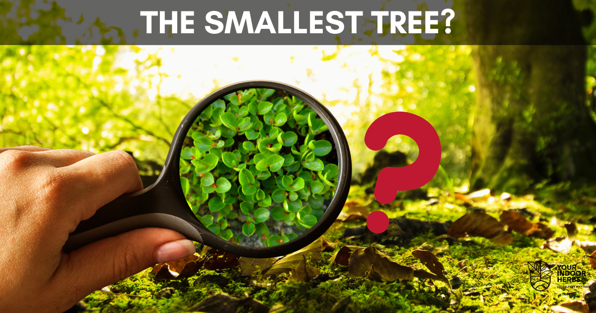 The Smallest Tree in the World Can Fit In The Palm Of Your Hand! Your Indoor Herbs and Garden