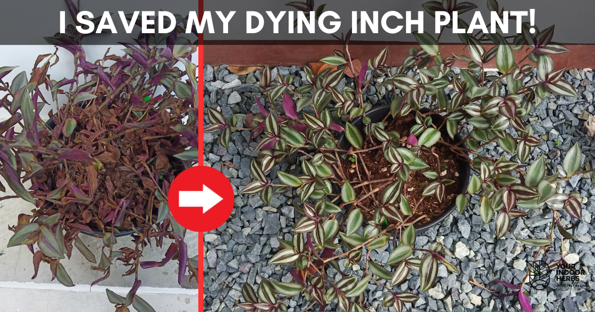 How I Saved Dying Wandering Jew Plant (It’s So Easy!) | Your Indoor ...