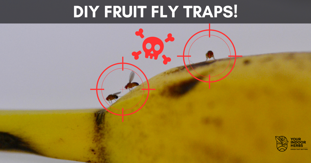 Best Way to Get Rid of Fruit Flies (and Preventions) Your Indoor